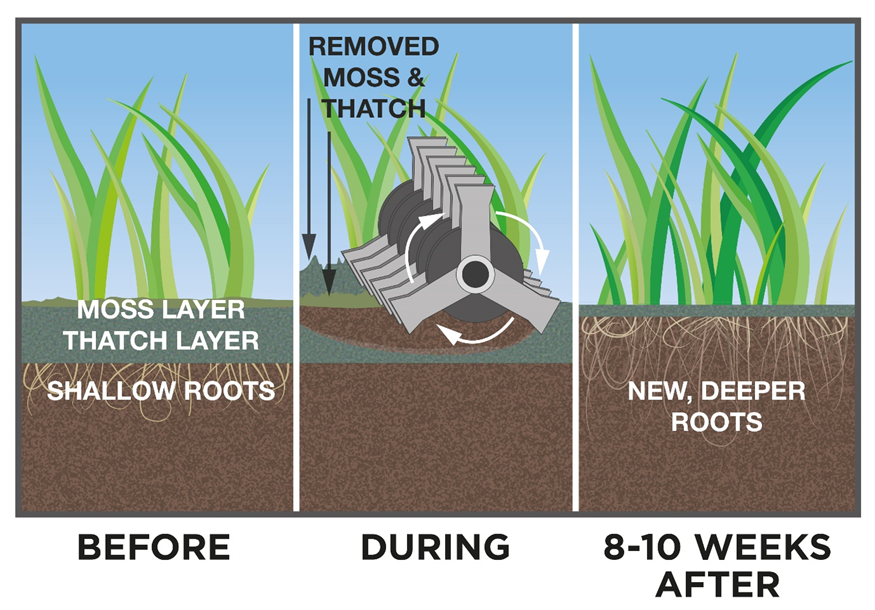 premier renovation lawn treatment
